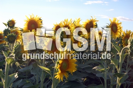 Sonnenblumenfeld_1.JPG